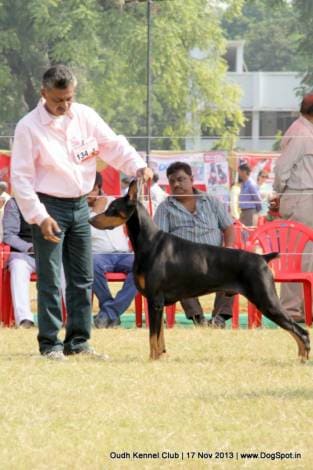 Lucknow Dog Show 2013